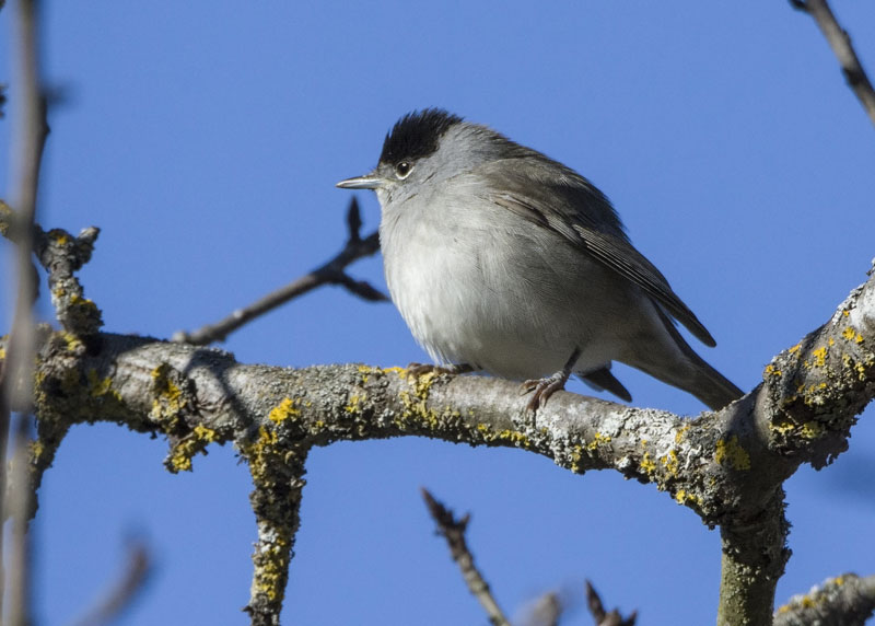 Capinera (Sylvia atricapilla) m.